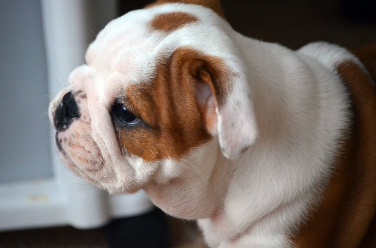 Cachorros de bulldog en inglés entrenados y guapos para la adopción.